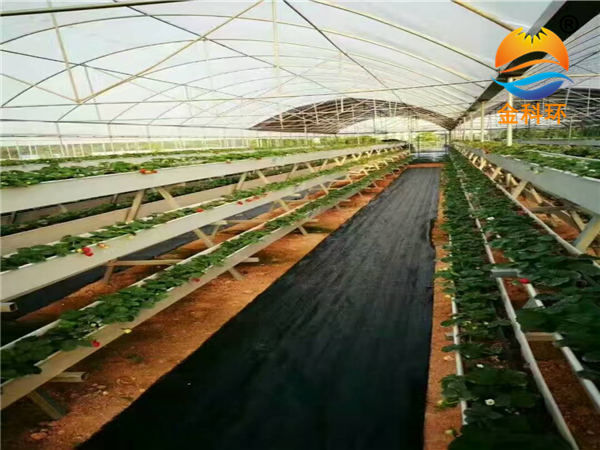 草莓麻豆APP下载入口37