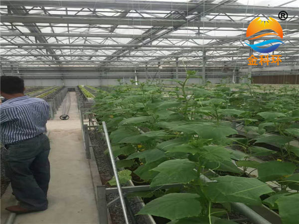 黄瓜麻豆APP下载入口