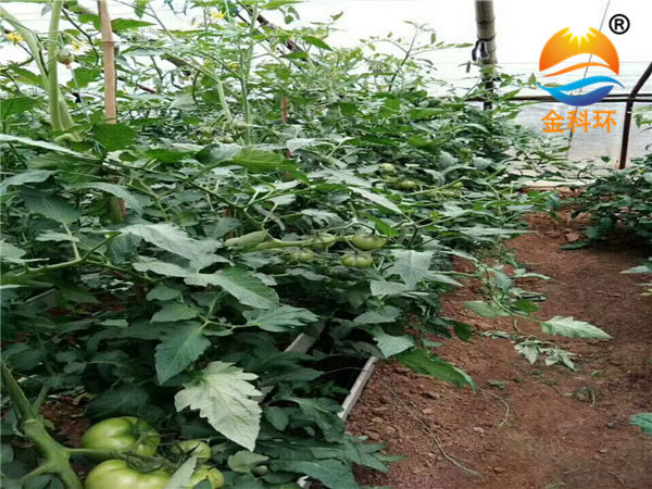 番茄麻豆APP下载入口03