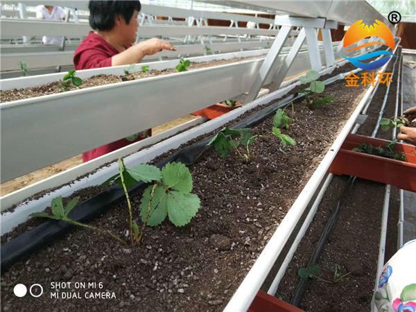 草莓麻豆APP下载入口41