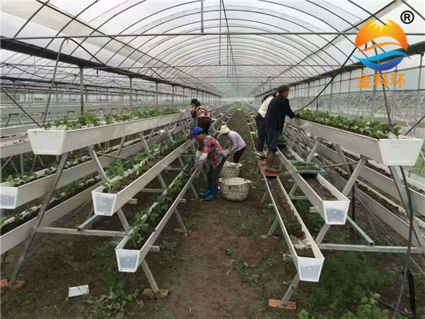 草莓麻豆APP下载入口8
