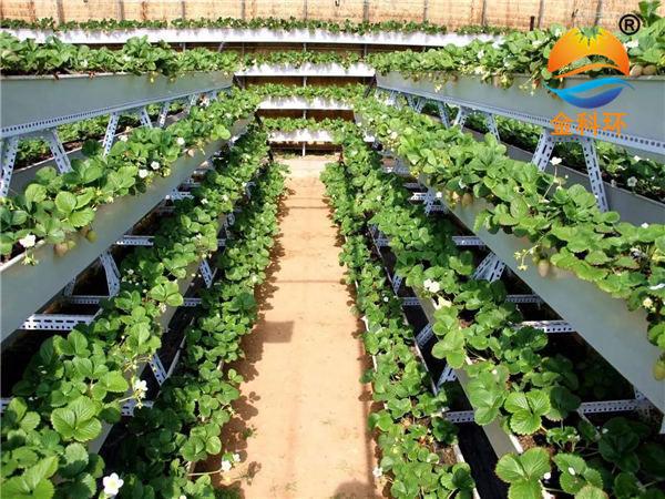 草莓麻豆APP下载入口15