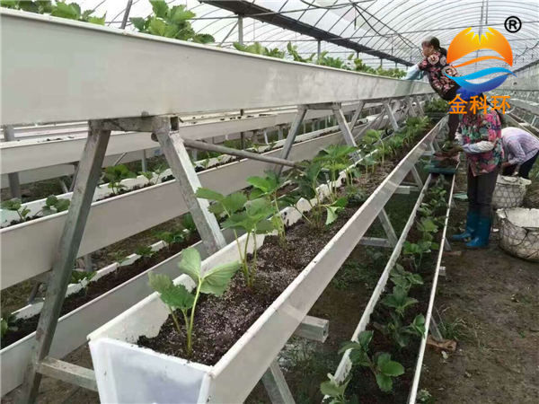 草莓麻豆APP下载入口34