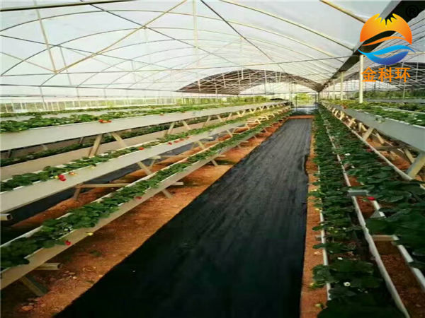 草莓麻豆APP下载入口17