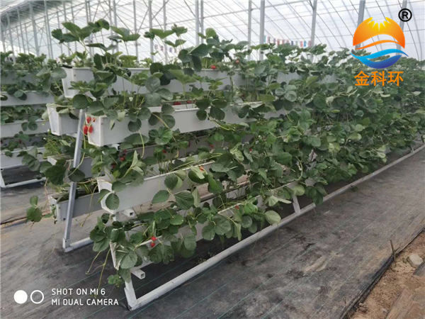 草莓麻豆APP下载入口49