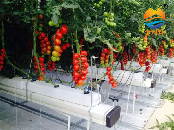 国产麻豆黄色网站草莓栽培槽
