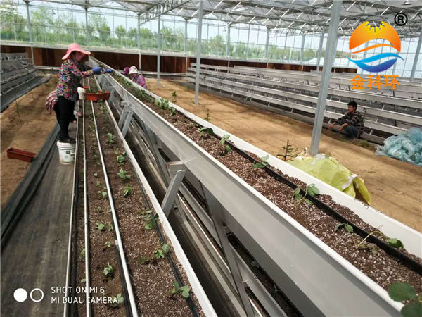 草莓麻豆APP下载入口9