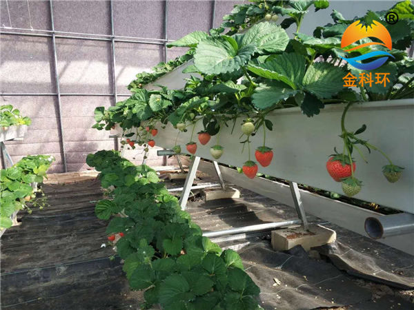 草莓麻豆APP下载入口11