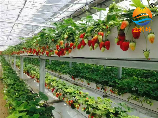 草莓麻豆APP下载入口12