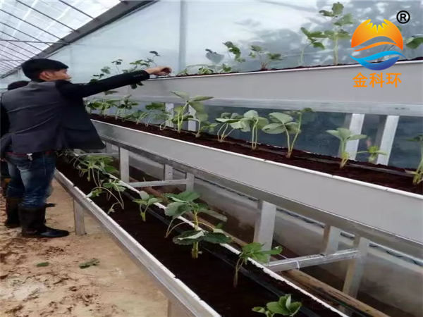草莓麻豆APP下载入口45