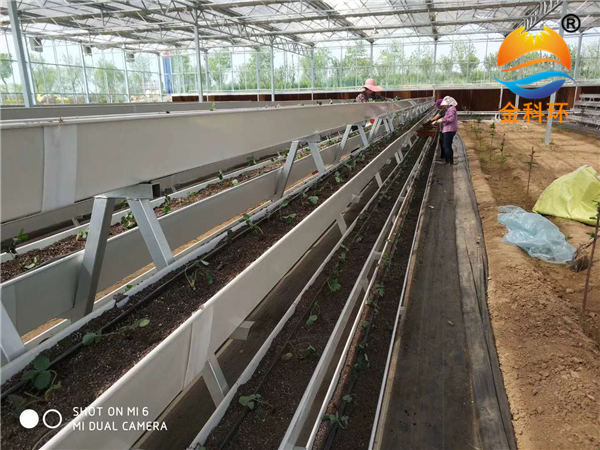 草莓麻豆APP下载入口36