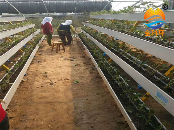草莓麻豆APP下载入口22