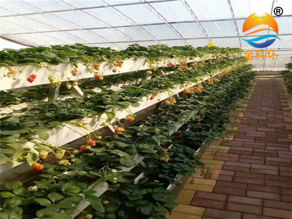 草莓麻豆APP下载入口21