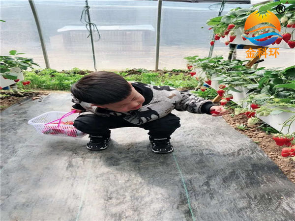 草莓麻豆APP下载入口6