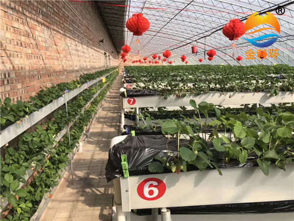 草莓麻豆APP下载入口33
