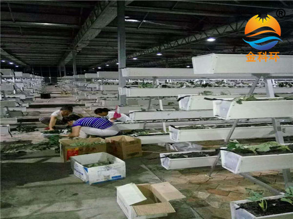 草莓麻豆APP下载入口13