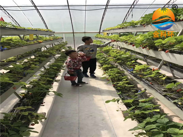 草莓麻豆APP下载入口27