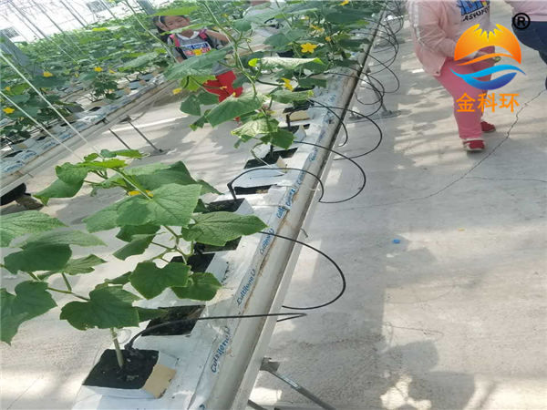 国产麻豆黄色网站草莓栽培槽